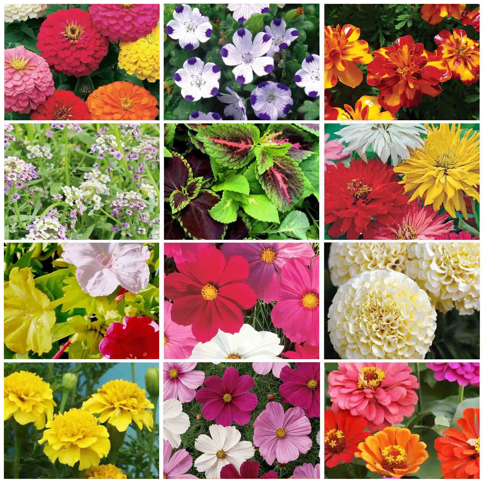 A grid of twelve different flowers grow out to show what varieties are in the kit
